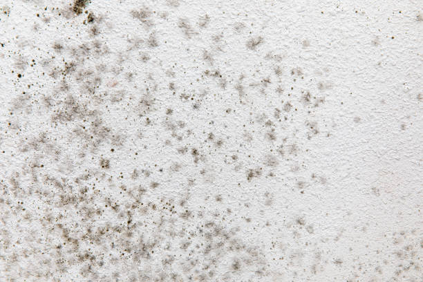 Mold Documentation for Insurance Claims in Savoy, IL